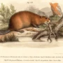 A Brief History of Beavers in the UK