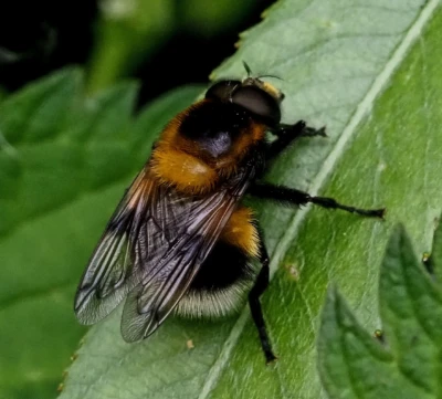 Bumblebee Plumhorn by Alex Worsey