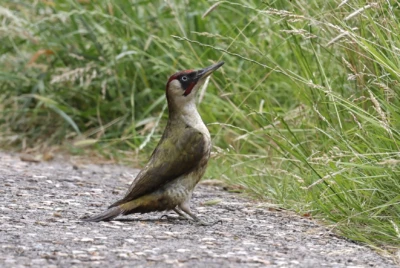 Green Woodpecker by Cathy Gilman