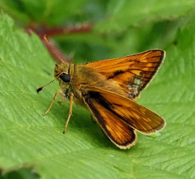 Large Skipper by Alex Worsey