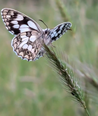 Marbled White by Abhilesh Dhawanjewar