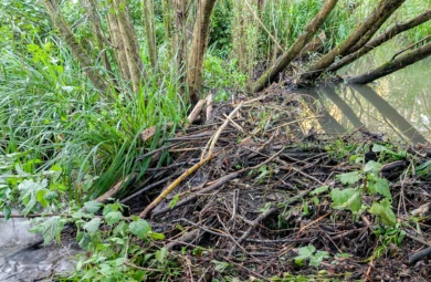 Beaver Dam holding back water