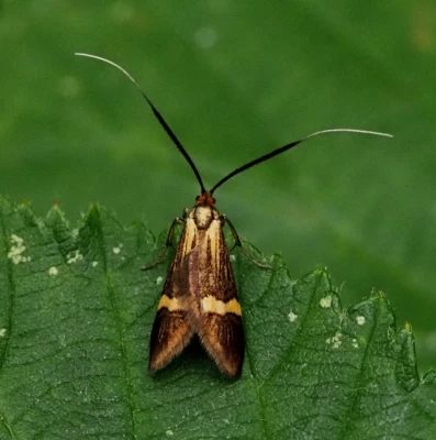 Yellow-barred Long-horn Moth by Alex Worsey