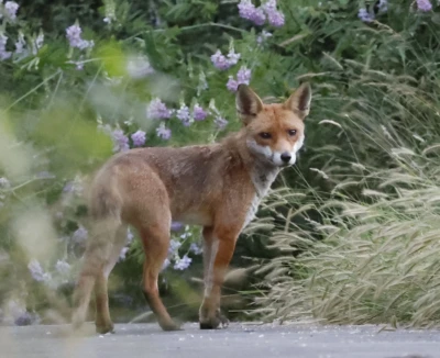 Red Fox by Cathy Gilman