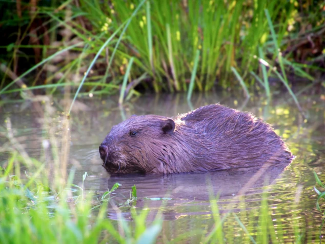 Beaver reintroduced at Paradise Fields