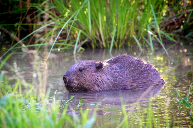 Beaver reintroduced at Paradise Fields