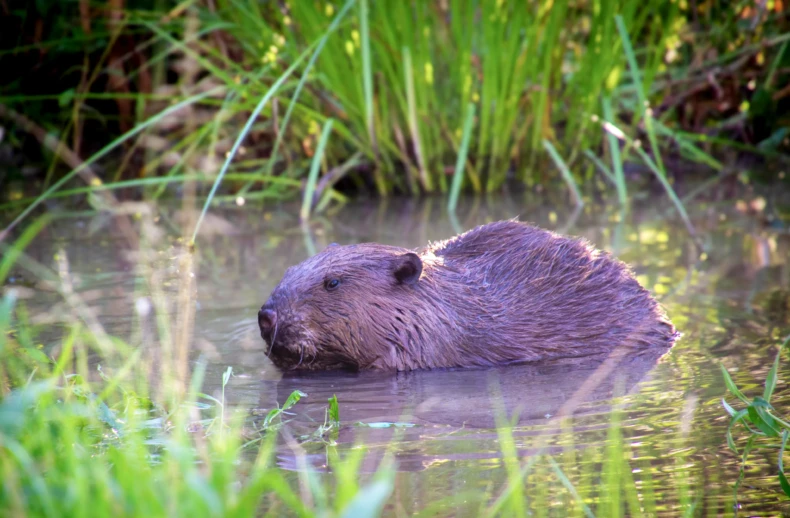 Beaver reintroduced at Paradise Fields