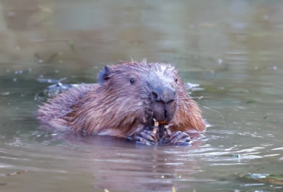 Eurasian Beaver by Cathy Gilman