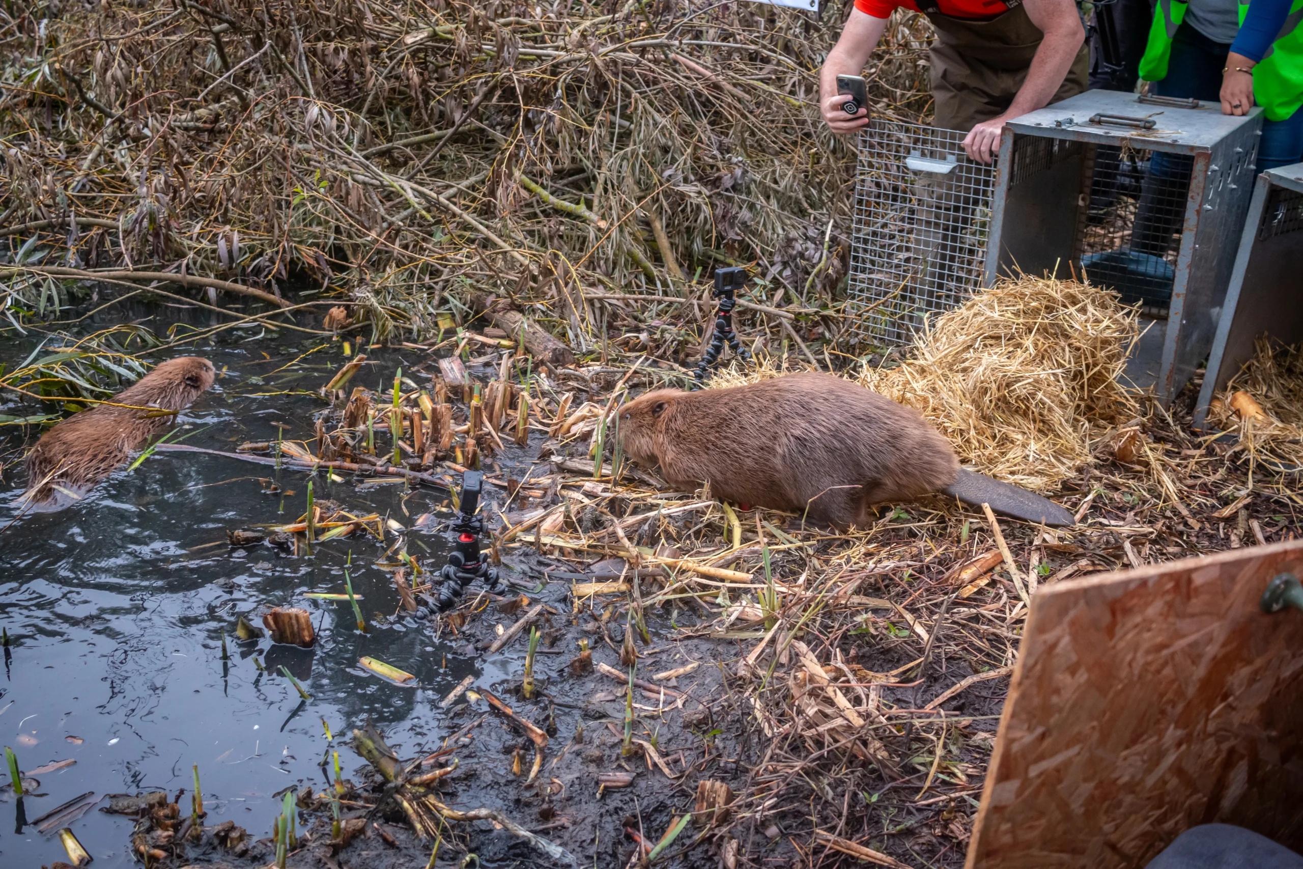 Beaver walking out of crate