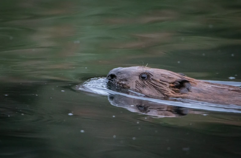 beaver-release-Caroline-Farrow-4938