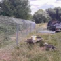 Beaver enclosures: Why fence them in?