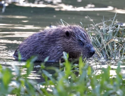 Beaver Kit by Cathy GIlman