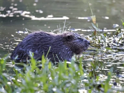 Beaver Kit by Cathy Gilman