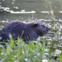 First beaver kits in urban London after 400 years