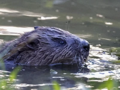 Beaver Kit by Cathy Gilman