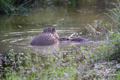 Beaver Mum and Kit by Nichola Nichols