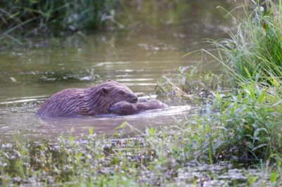 Beaver Mum and Kit by Nichola Nichols
