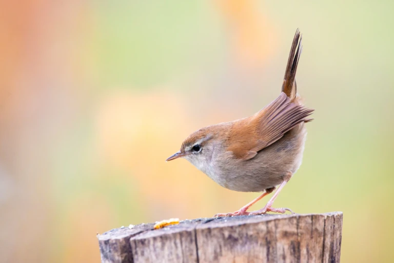 Cetti's Warbler