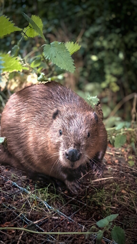 Beaver looking at camera