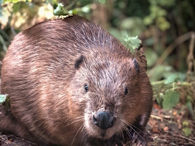 Beaver looking at camera